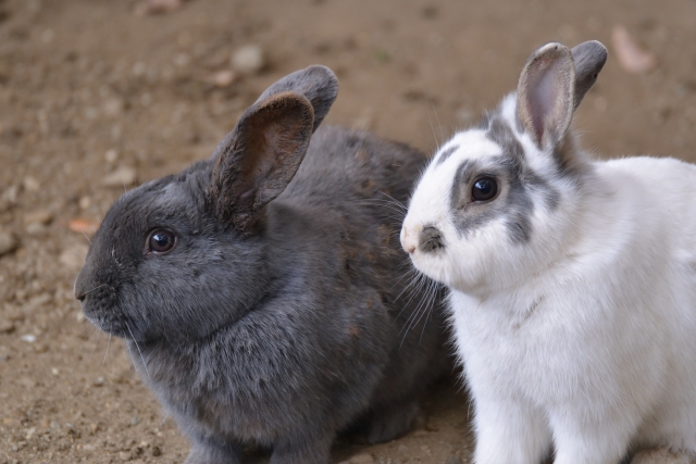 いちにち動物園2024のお知らせ